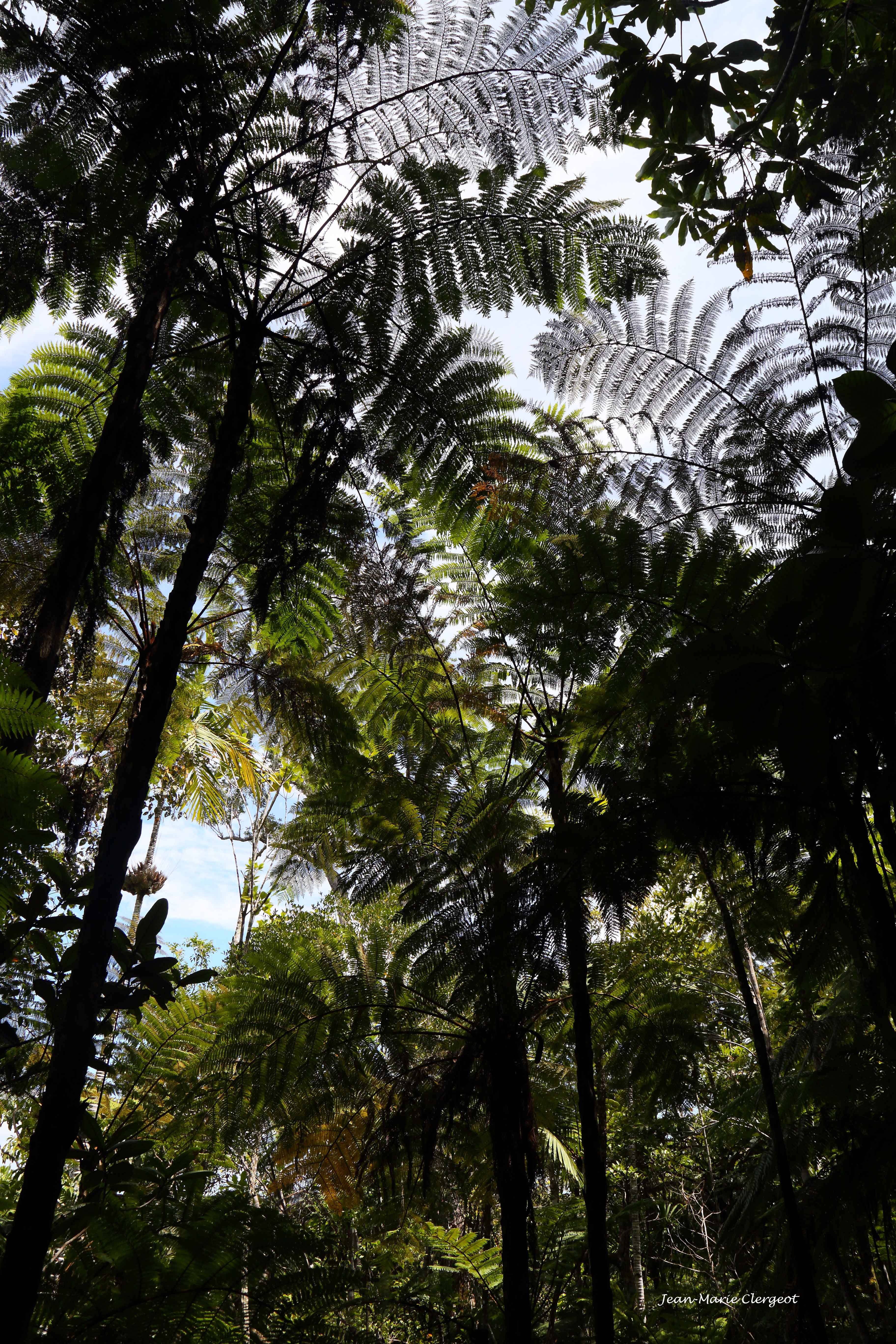 2019 1474 - (Farino) Parc des Grandes Fougères - Fougères arborescentes (cyatheales)