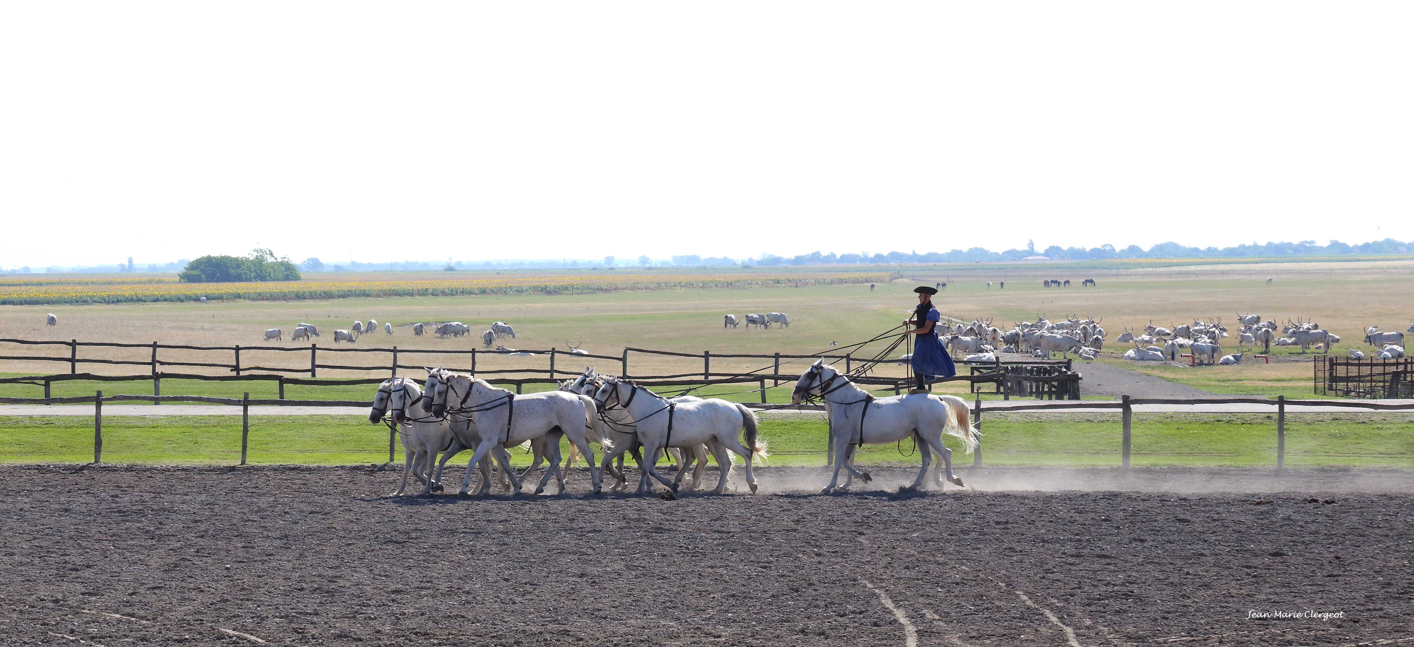 2025 0932 - (Kalocsa, Hongrie) Quadrille mené par un "csikos" dans la Puszta