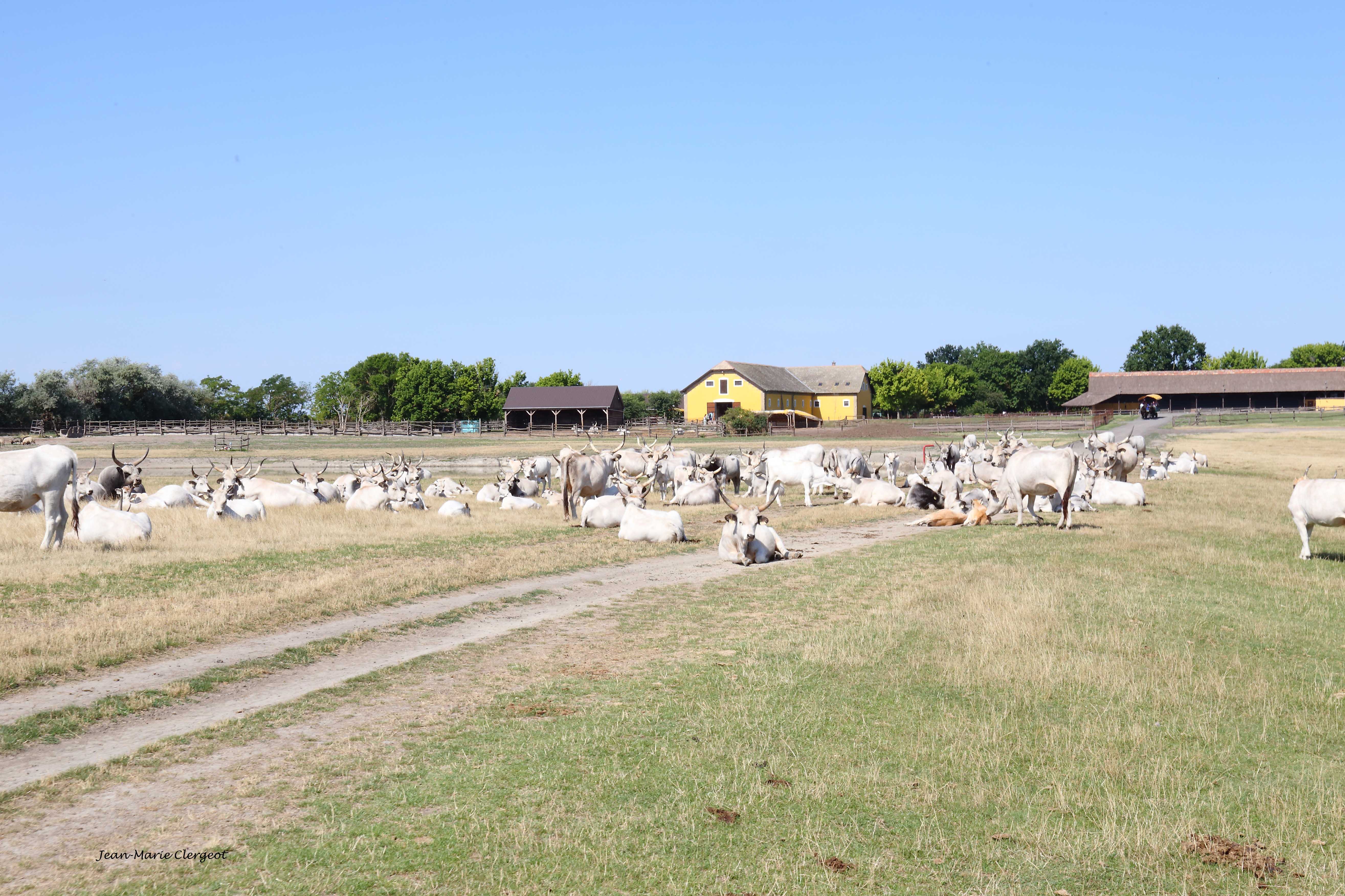 2025 0949 - (Kalocsa, Hongrie) Une ferme et son troupeau