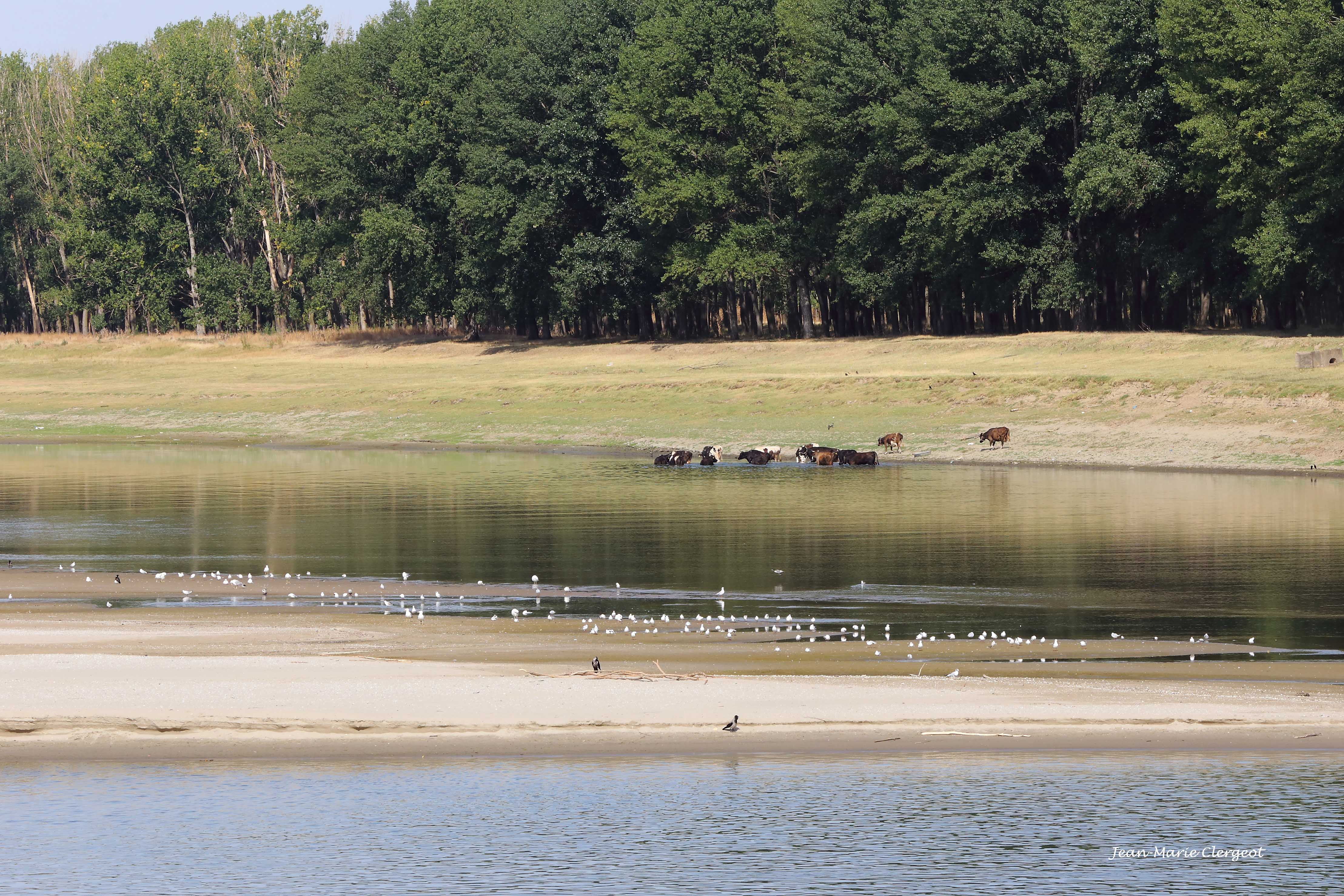 2025 1561 - (Danube, Roumanie) Petit bain matinal pour bovidés