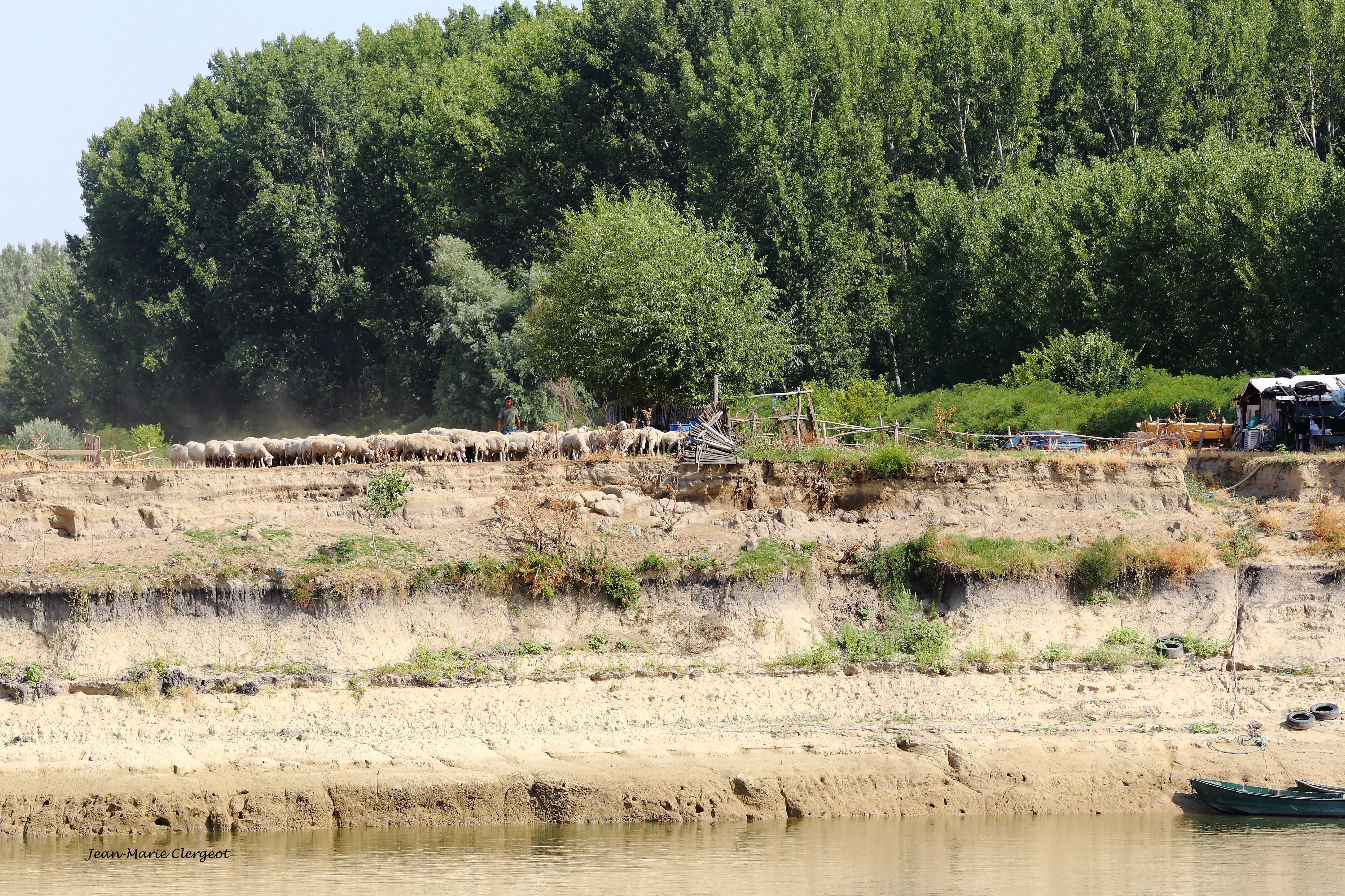 2025 1566 - (Danube, Roumanie) Environnement risqué pour des moutons...