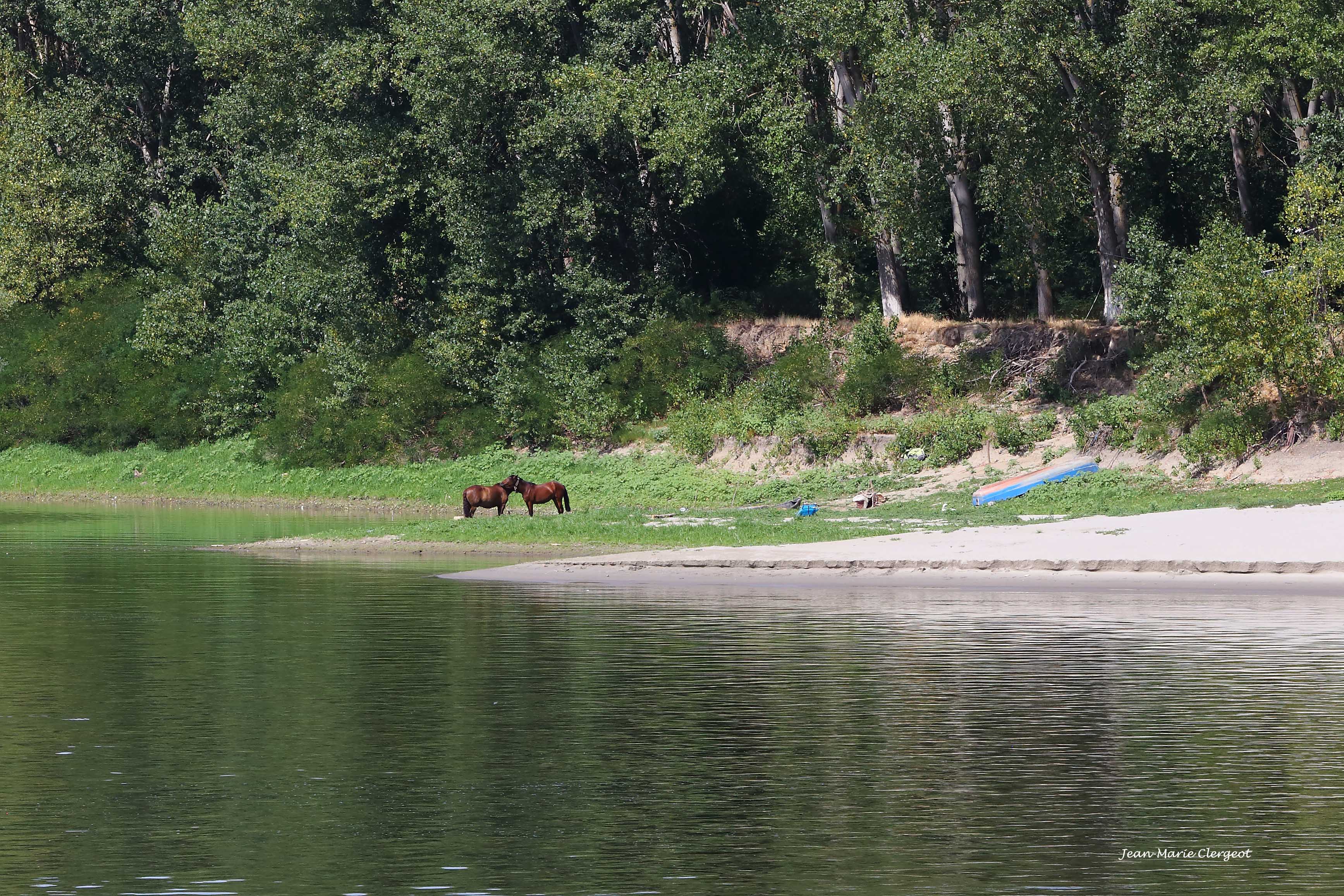 2025 1574 - (Danube, Roumanie) Deux chevaux à la plage