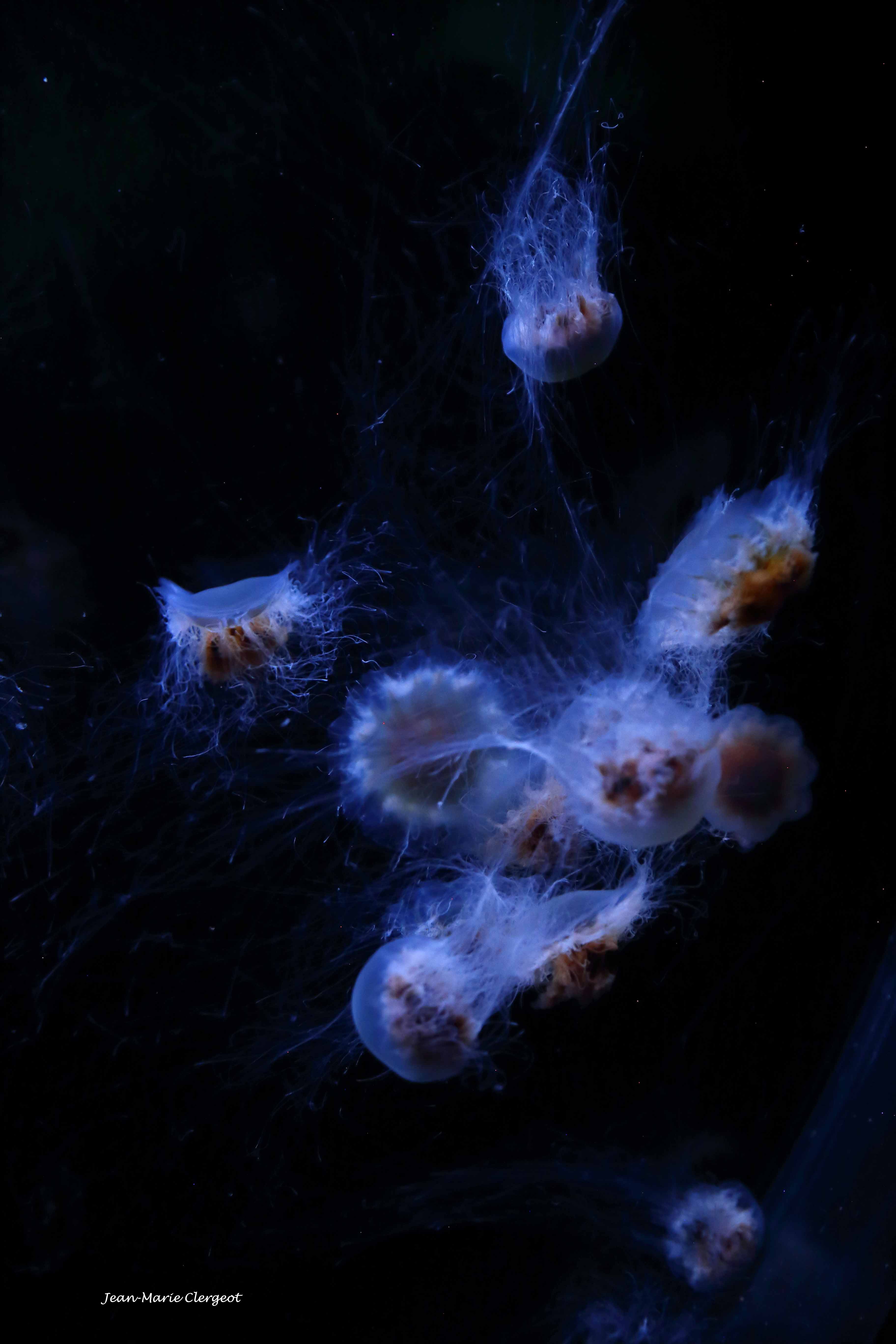 2025 1640 - (La Rochelle) Balais de méduses