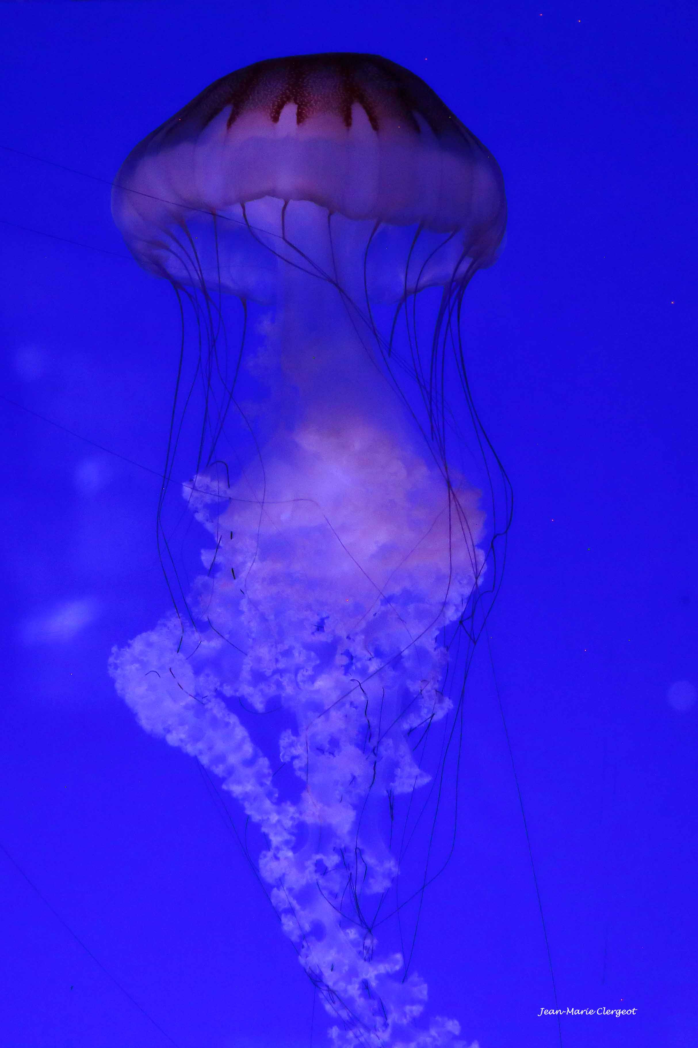 2025 1642 - (La Rochelle) Méduse Chrysaora